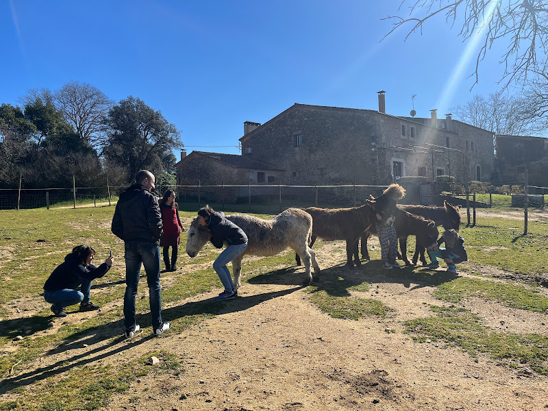 animales con amigos